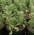4" Euphorbia Guentherii